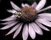Bee on Coneflower - Original Photograph 8x10 - Lavender Lilac Bellflower Purple Black Minimal Garden Flower Close Up
