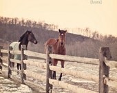 SALE 50% OFF - Galloping Horses - Rustic Shabby - Home Decor - Baby Nursery - Fine Art Photography - "Galloping"