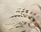 SALE 50% OFF - Ethereal Feathers - (Brown, Beige, and Ivory) - Home Decor -  Original Fine Art Photo 8x10 - DreamyPhoto