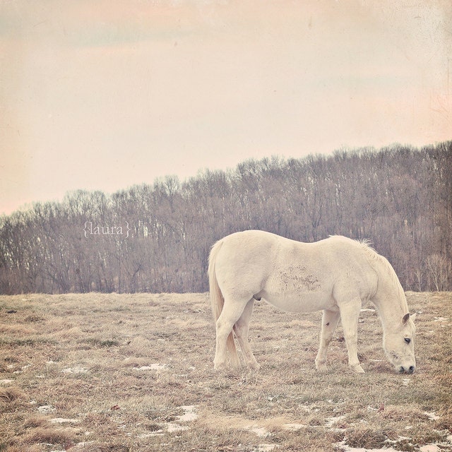 SALE 50% OFF - White Pony - Horse Photograph- Matte Finish - Baby Nursery - Home Decor - Fine Art Photography - "Pretty White Pony"