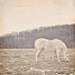 SALE 50% OFF - Ivory Pony - Horse Photograph- Matte Finish - Baby Nursery - Home Decor - Fine Art Photography - "Pretty White Pony"