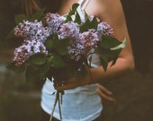 lilacs in the gloaming, medium format photograph