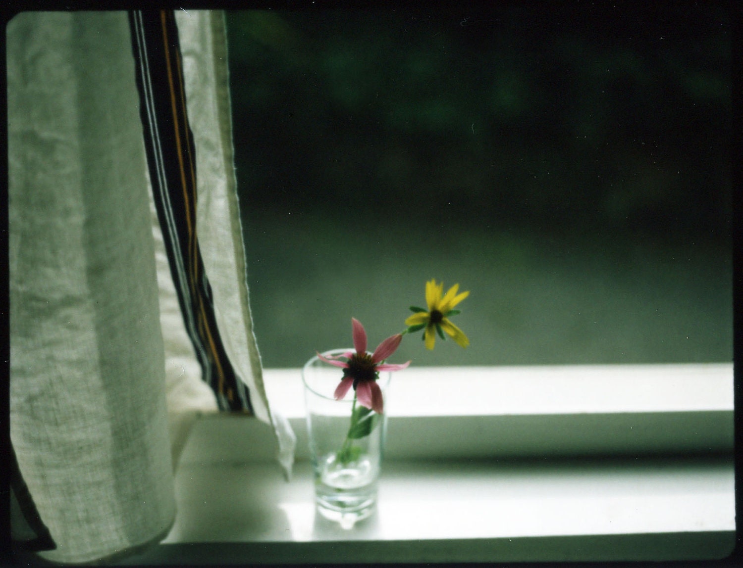 8" x 10" print of polaroid photograph - two flowers on window sill