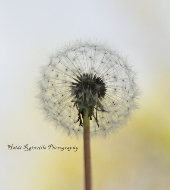 White Wish Flower Dandelion Macro Square 8x8 by heidirainville