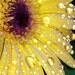 Rain Drop Coated Yellow Gerber Daisy Flower - 5x7 Photo Print
