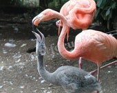 Flamingo Mommy and Me 5x7 Photo With 8x10 Mat