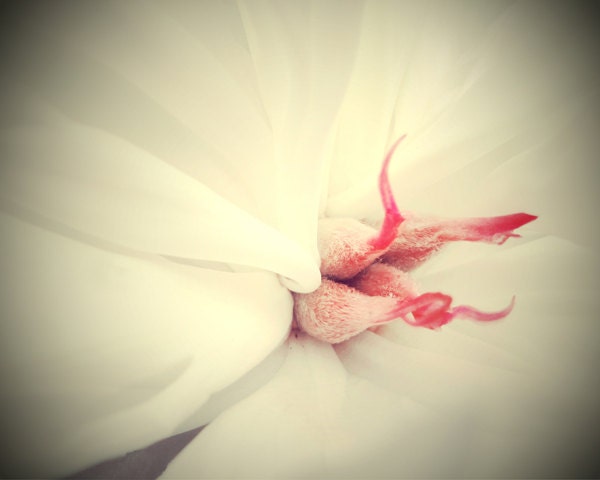 Macro Spring Peony -white with pink Center 8x10 Photograph