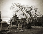 Fine Art Photography-Photo-Print-Picture-Spooky Cemetary tree-Black and white-Fall- Tree- Halloween