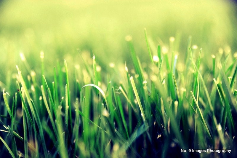 The Grass is Always Greener,Abstract Lawn, Fine Art Print 5x7