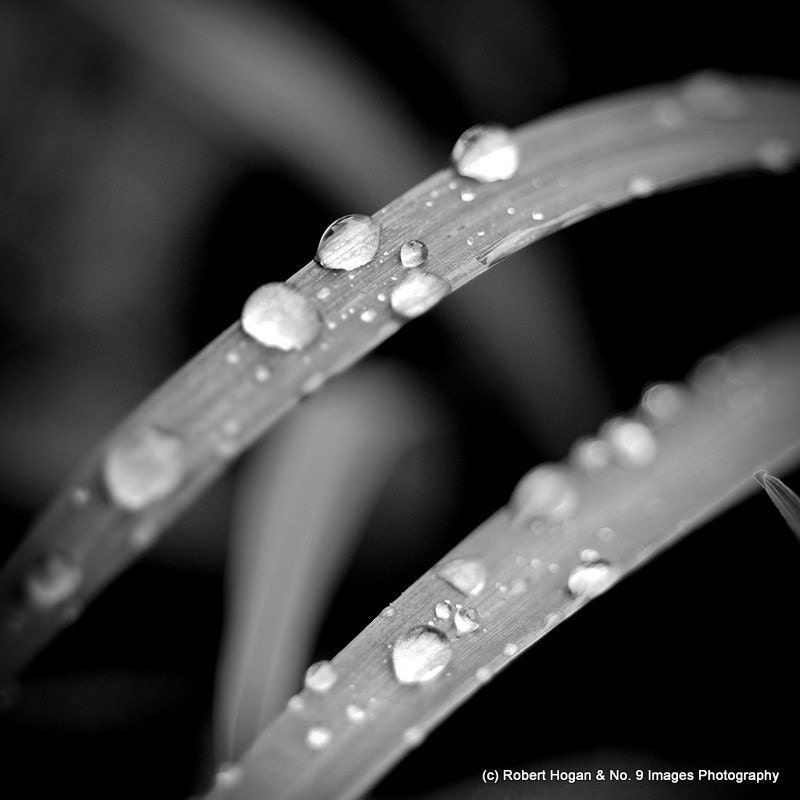 Water Drops on a Blade of a Flowering Plant - 8x8 black & white fine art print