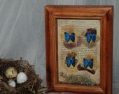 Blue Morpho Mixed Media Shadowbox Assemblage