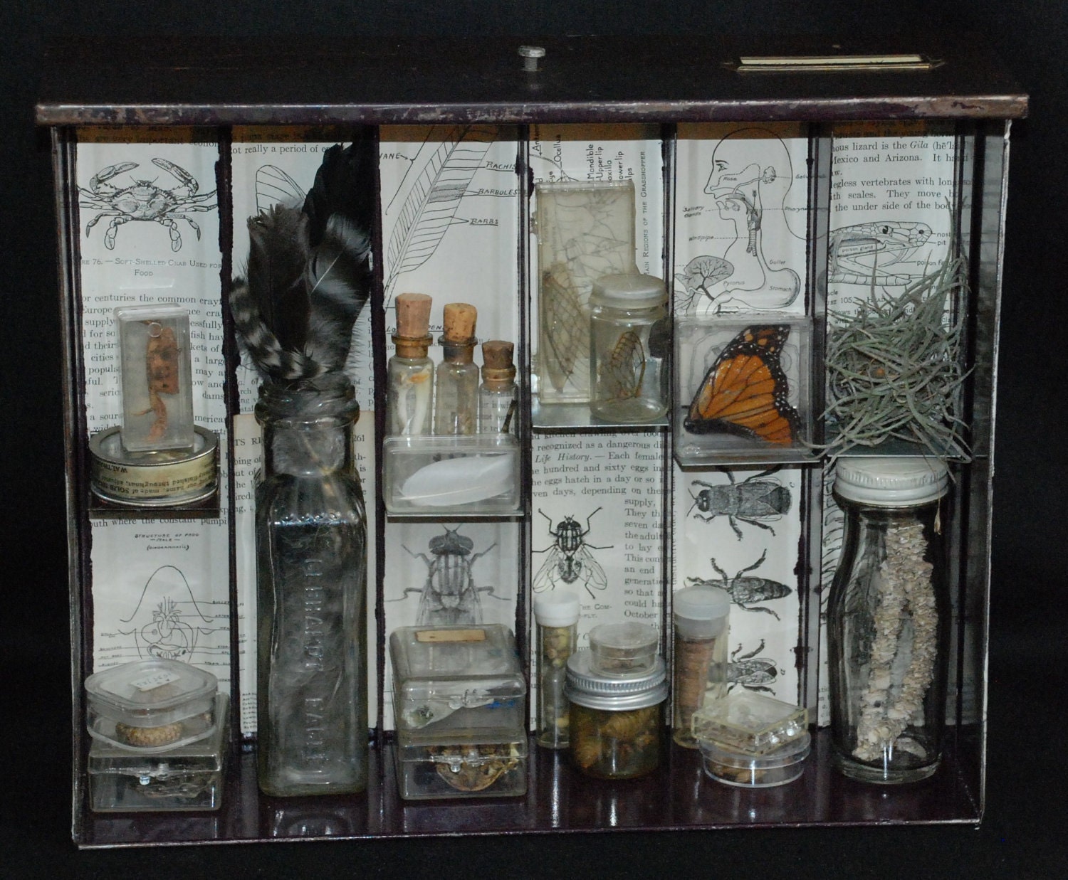 Apothecary Mixed Media Shadowbox Assemblage IV
