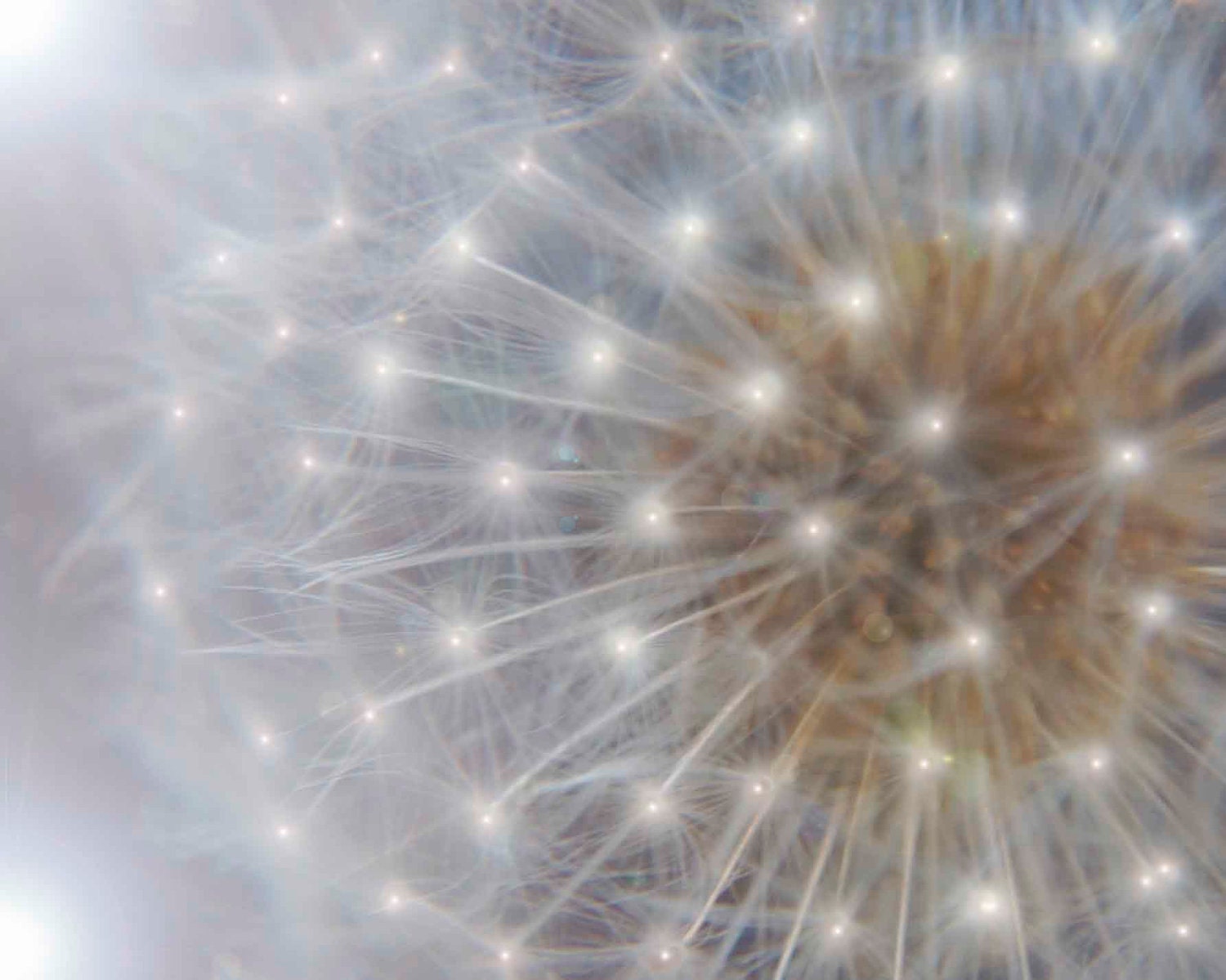 Dandelion Photograph Fairytale Nursery Print Photo Photography Silver Gray Star White Magical Fantasy Dreamy Baby Unisex Shower Gift - DovieMoon Dandelion Photograph Fairytale Nursery Print Photo Photography Silver Gray Star White Magical Fantasy Dreamy Baby Unisex Shower Gift - DovieMoon