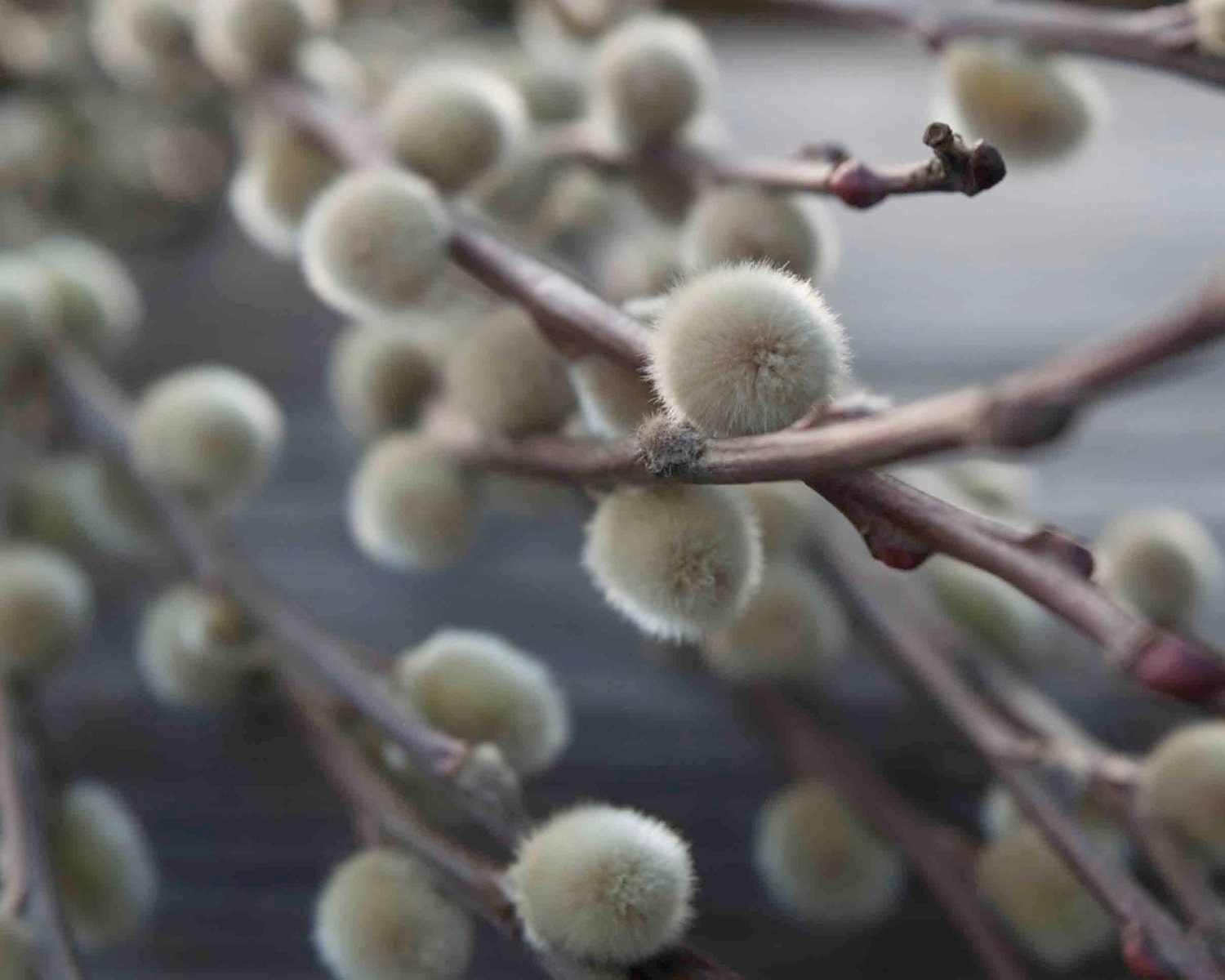 Pussy Willow Photo, Photograph phototography Spring garden brown white gray flower nature inspired home decor