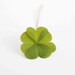 Four Leaf Clover Photo Irish St Patricks Day Photography Luck Lucky Olive Kelly Green White Nature Woodland Woods Fairies Gnomes zen