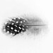 Peacock Feather Photo Photograph Photography Silver Gray Teal Turquoise Blue Simple Minimalist Gentle Baby Nursery Wall Art Soft Gentle