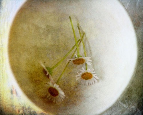 Full Circle - Photography Photograph - Daisies Daisy - Chamomile Moon - Ethereal Symbolic Dreamy Dream - Flowers