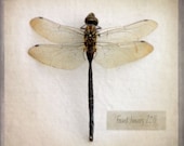 The Collection Number XIII - Photograph Photography - Dragonfly Insect Collector - Bug Specimen - Neutral Minimal Natural History - gildinglilies