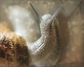 Take It Slowly - Snail Photograph - Garden Photography - Spring Gardener Calm - Natural History - Mollusk Brown Tan Taupe Neutral Gray
