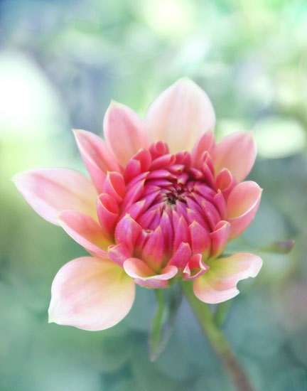 New Beginnings - Photography Photograph - Pink Dahlia Flower - Ombre - Coral, Aqua, Teal, Spring, Summer, Floral, Bloom, Blossom, Bud Break