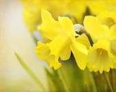 Daffodil Shine - Photograph Photography - Bright Yellow - Spring Bulb Planting - Flower Garden, Green, Easter, Daffodil Days, Decor, Sunny - gildinglilies