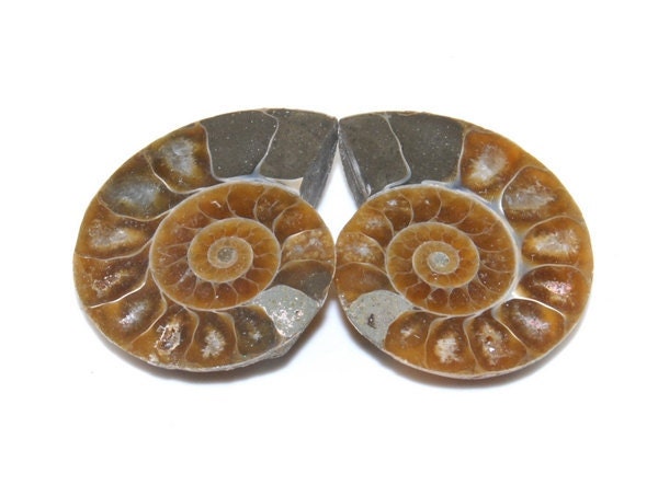 Matching Pair Ammonite Fossil Cabochon AM1B8145