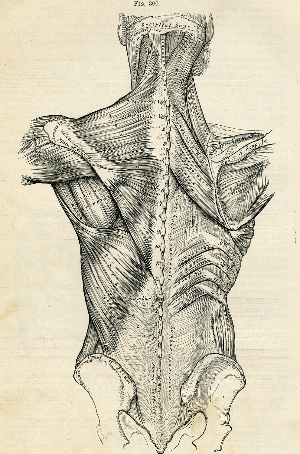 Human Back Human Body Anatomy Illustration by PartsForYourArt