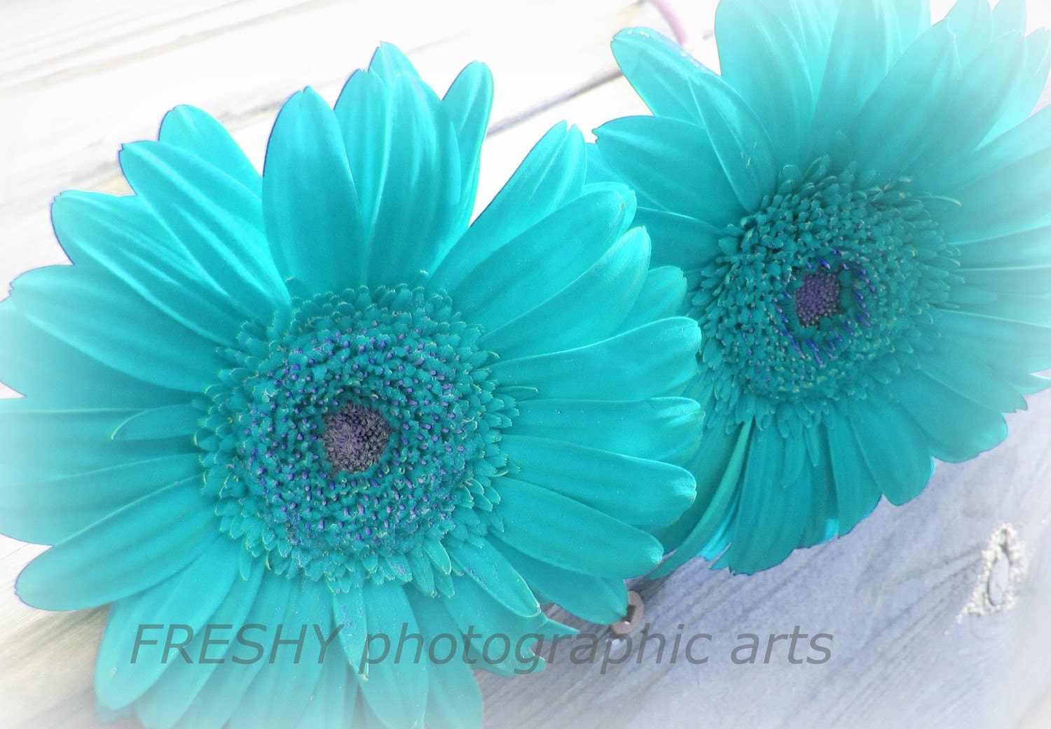 Turquoise Gerberas - 8x10 Photographic Art Print