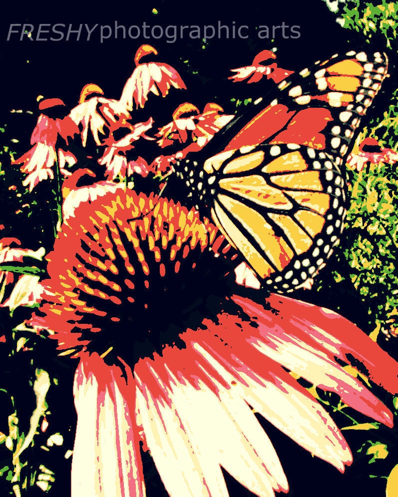 Monarch - 8x10 Photographic Art Print
