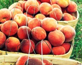 Peaches orange south southern yellow red fruit basket green grass country rural rustic simple gray 8x12 photograph clanton alabama - SouthernHippie