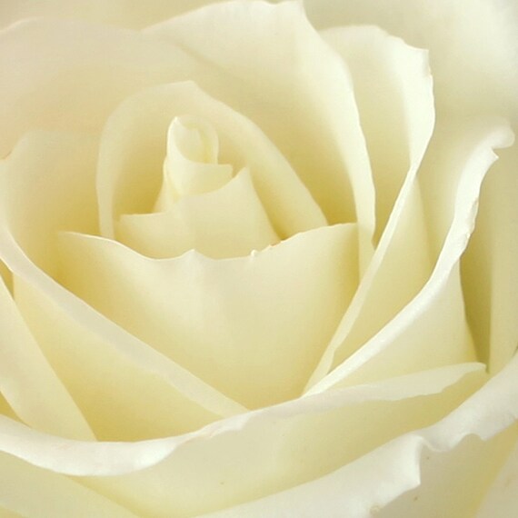 Fine Art Photography, Macro Photography, Floral, Wall Art, Ivory, Rose, 5x5 Fine Art print
