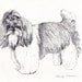 Custom Pet Drawing in Pencil from your photograph