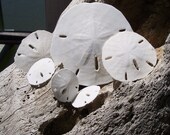 Bulk Lot of Extra Small Sand Dollars Quantity of 1 Dozen (12) total for Arts and Crafts, Decoration, and More