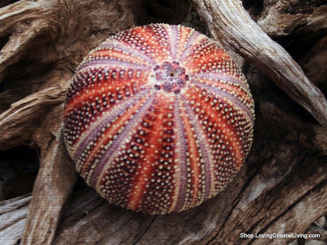 Amazing Large English Channel Sea Urchin- Coastal Beach Decor- 4-4.5 inches