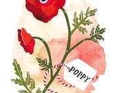 Red Poppy - Archival art print