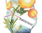Golden Ranunculus - Archival art print