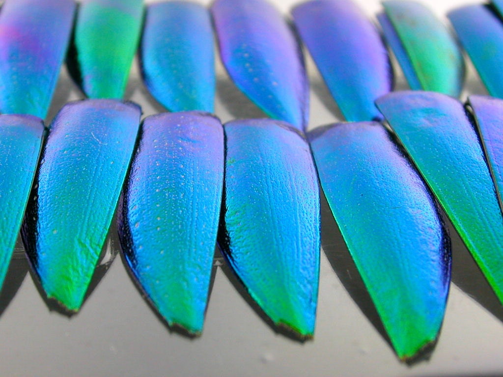 JEWEL BEETLE Wings. 12 pcs. UNDRILLED. Bead. eLeCtRiC bLuE gReEn. Peacock Colors.
