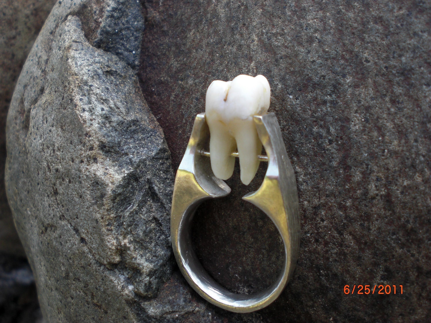 Real Human Tooth Tension Set Silver Ring