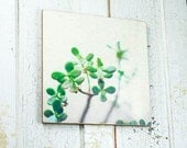 ART Panel 16"x16", Contemporary Green Jade Plant