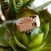 Oh My Gear ring