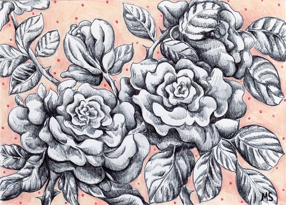 Pale Pink Rose Drawing Pen and Ink Drawing by Michelebuttons