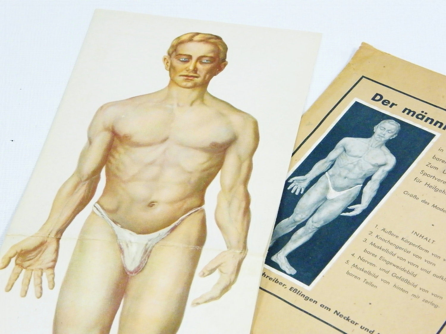 Vintage Anatomy Print  MAN