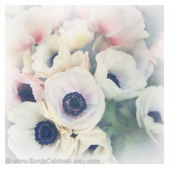 White Poppies - floral photography, pastel, pale, victorian home decor, pink, cottage decor, Shabby Chic, white poppies, pink 8x8