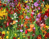 Flower Garden Photograph -Paris France Photo- French Decor - Floral Art - Colorful Print - Poppies - Red Orange Yellow Green - 8x10