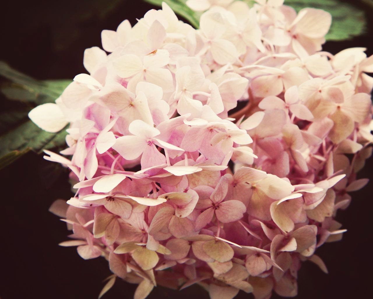 Hydrangea Photograph - Pink Flower Photography - Dramatic Light - Garden Art Print - Home Decor - Floral - Lavender - Botanical - Feminine - VitaNostra
