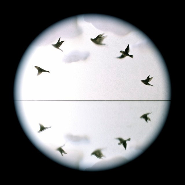 Ring of Starlings
