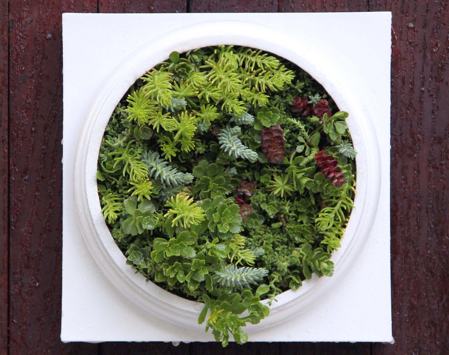 Perfect  Apartment Garden - Medium Living wall, Comes preplanted & ready to hang