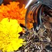 Giant African Marigold seeds