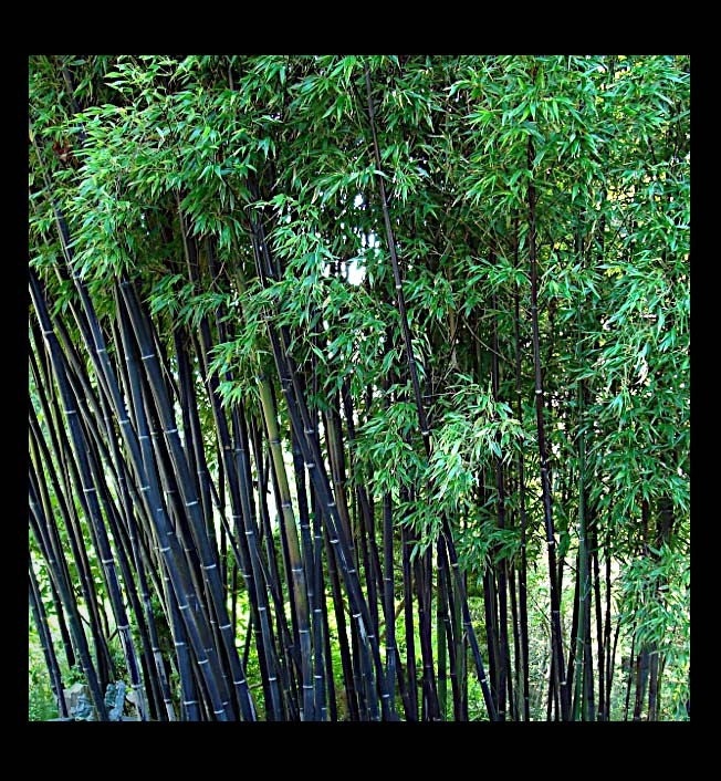 XL live rare black bamboo plant - BOGO SALE