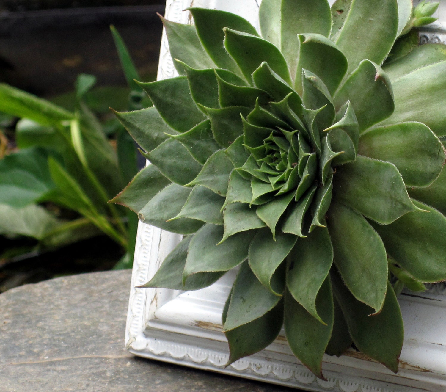 Shabby Chic - Tabletop Hen & Chick planter with live plant